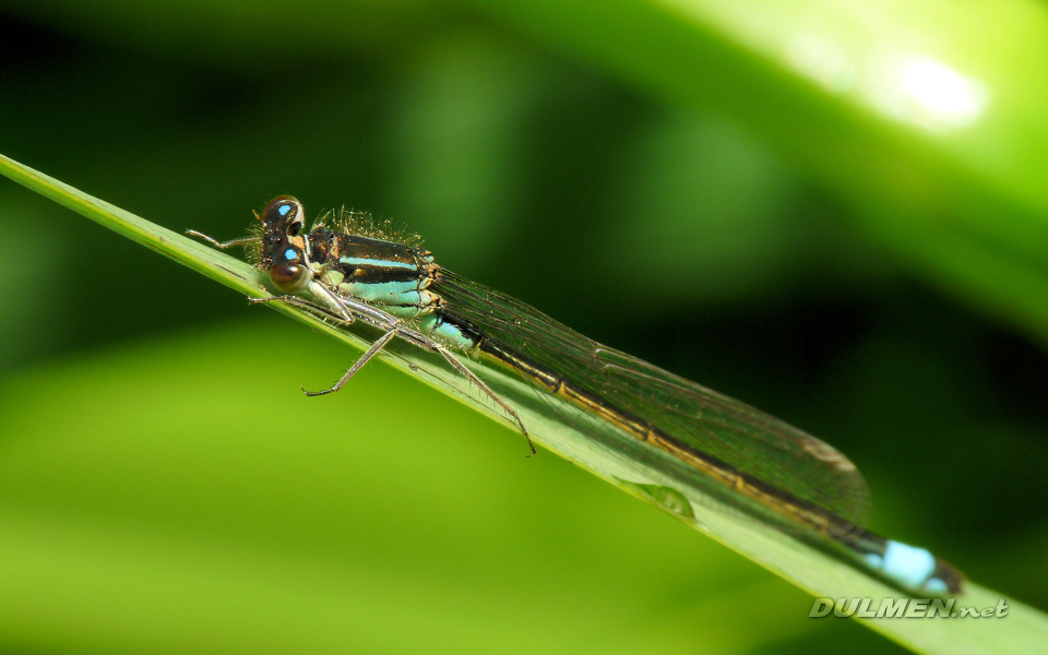 Common Bluetail (Male, Ischnura elegans)